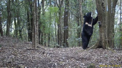 浙江江山首次发现黑熊出没 拍到的照片比较模糊_新浪浙江_新浪网