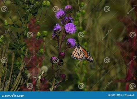 Monarch Butterfly on a Flower Stock Image - Image of nature, closeup ...