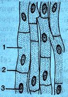 (a) Identify the tissue. (b) Labels the parts marked 1, 2 and 3. (c ...