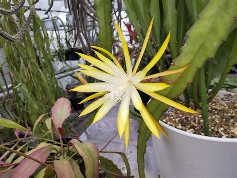 クジャクサボテン | UMBER KELP