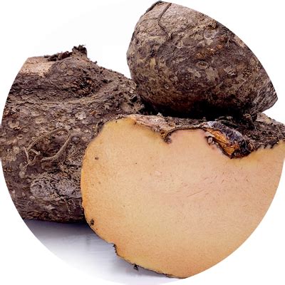 Suran (Amorphophallus campanulatus) – Millennium Herbal Care Limited