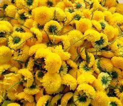 SRI SAI FORESTRY - Yellow Chrysanthemum Flower Seeds, Sevanti, Shevanti ...