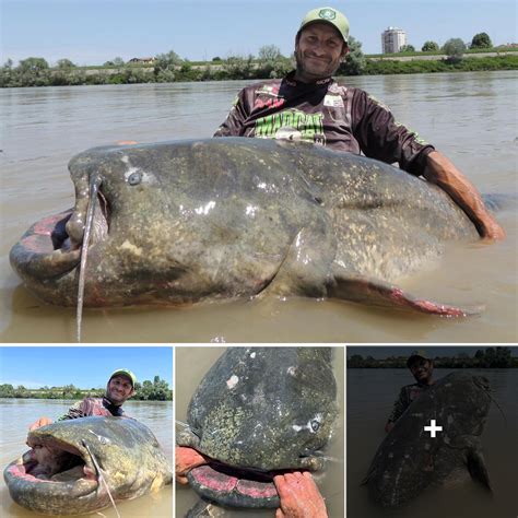 World record 9ft 4¼in fish is caught in Italian river after a 43-minute ...