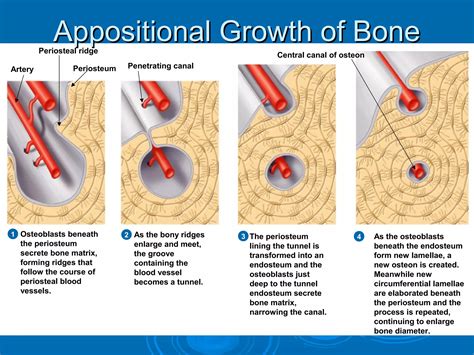 Image result for Process of Bone Formation
