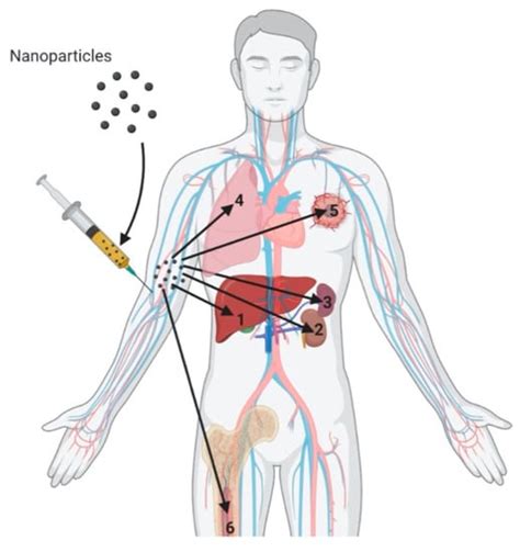 Role of Lipid-Based and Polymer-Based Non-Viral Vectors in Nucleic Acid ...