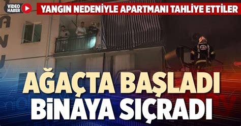 AĞAÇTA BAŞLADI BİNAYA SIÇRADI | Denizli Yeni Olay Haber
