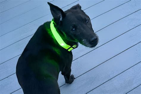 Free Printable Dog Training Plan Template to Download - Basically Dogs