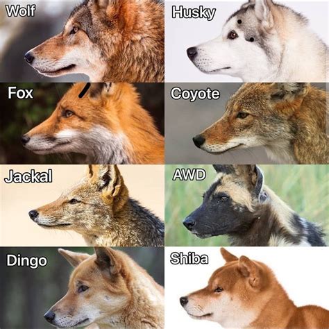 Types of Wolves Drawing