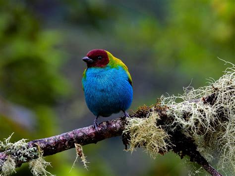 En la finca Marengo de Pitalito se registró la especie de ave número ...