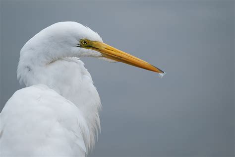 Big White Birds | the global camel committee | Flickr