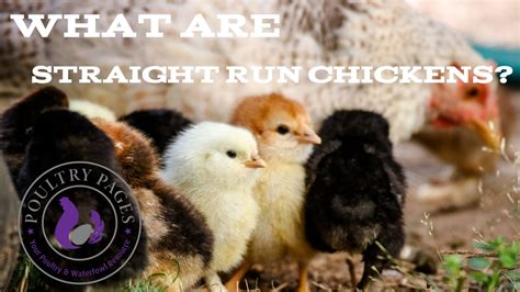 Straight Run Chickens..? - Explained in FULL with Examples