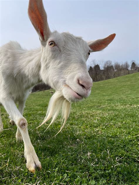 Margot - Lancaster Farm Sanctuary