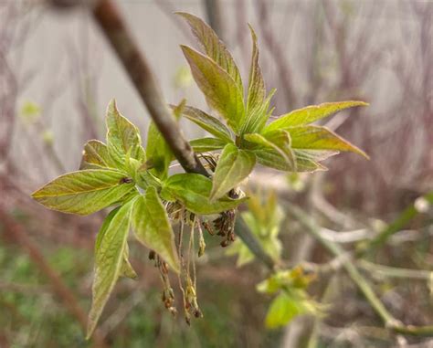 Image result for What Is Box Elder Tree