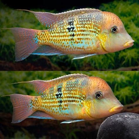 GEOPHAGUS SP ALTO SINU GOLD DUST (RARE) 2.5INCH