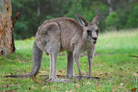 Kangaroo Educational | National Education