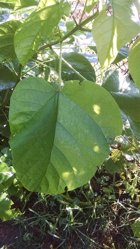 Fast growing with large, spade shaped leaves : r/whatsthisplant