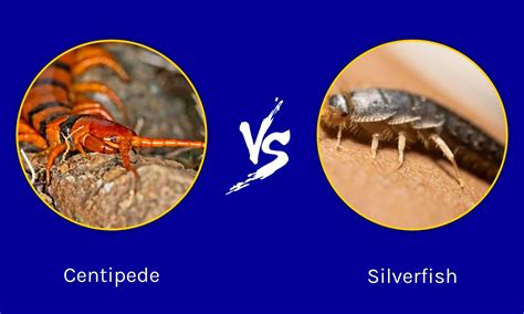 Centipede vs Silverfish: What Are 8 Key Differences? - A-Z Animals
