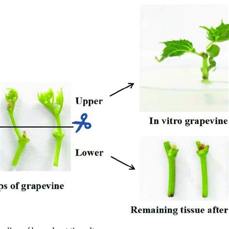 Image result for Tip Culture Methode Modification