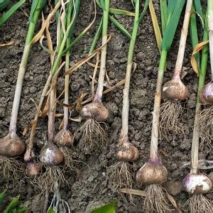 Image result for Planting Spring Garlic