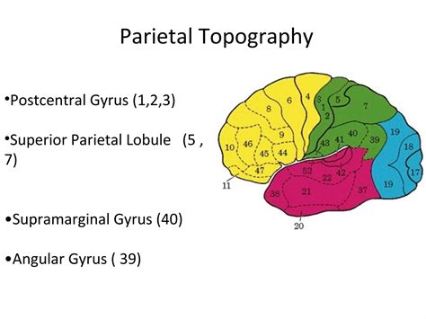 Ppt parietal lobe | PPT