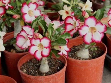 VibeX ® VLR-214 Adenium Obesum Desert Rose Impala Lily Seed Price in ...