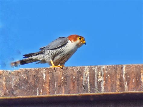 Red-necked Falcon,તુરૂમ્તી F: તુરૂમ્તી M : ચાતવા