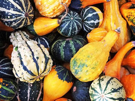 What Are Decorative Gourds – Ornamental Gourd Harvesting For Décor