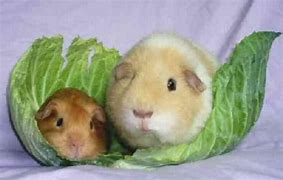 Image result for Cuddly Furry Animals