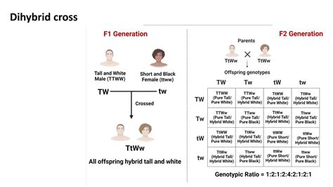 Monohybrid Cross and dihybrid cross.pptx