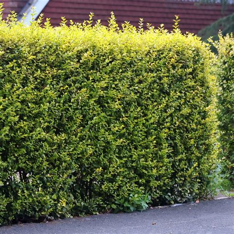 Buy golden privet Ligustrum ovalifolium 'Aureum': Delivery by Waitrose ...