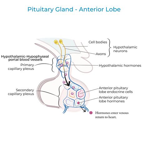 Physiology Glossary: Pituitary Gland: Anterior Lobe | ditki medical & biological sciences
