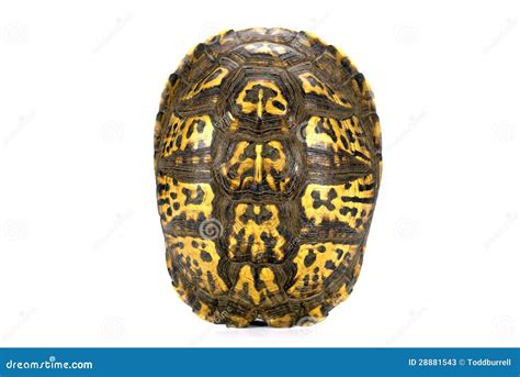 Image result for Empty Sea Turtle Shell