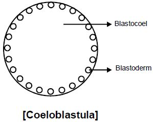 General Properties of Embryonic Development - Additional Study Material ...