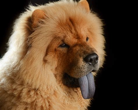 Chow Chow Dog Breed » Information, Pictures, & More