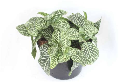 10 Rare & Unique Houseplants You Will Love [Includes Care Instructions]