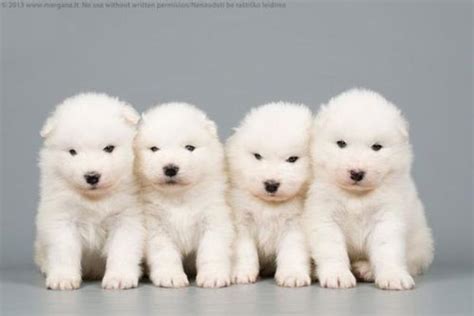 四只小狗组合名字大全，四只小狗的名字-酷派宠物网