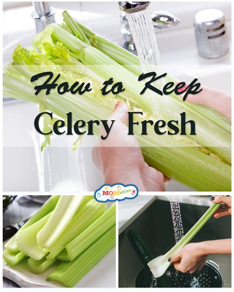 How To Keep Celery Fresh For A Long Time at Erin Patteson blog