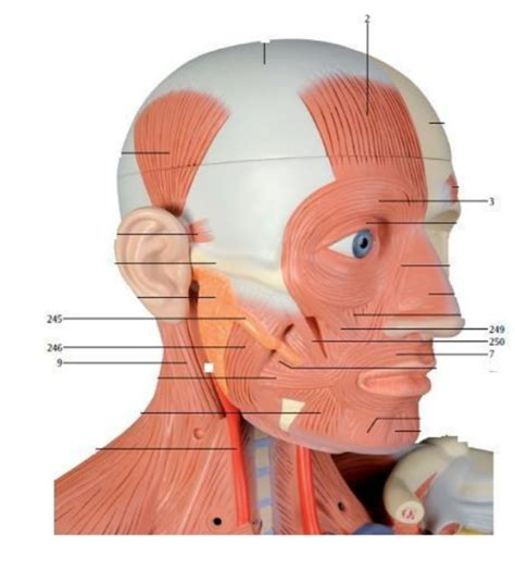 Muscle Head Model Computer Graphics Simulation 的图像结果