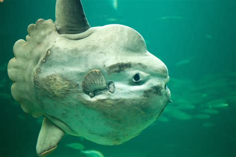 Ocean Sunfish