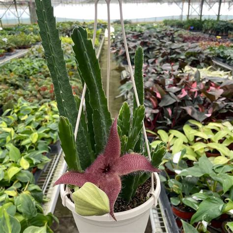 Red Dragon Flower | Plant Addicts