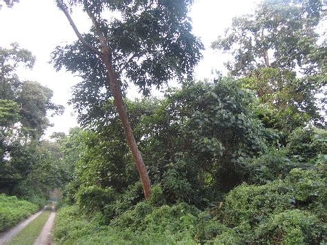 Birpara Photos - Featured Images of Birpara, Alipurduar District ...