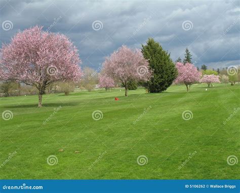 Cherry Blossom Golf Course Stock Photos - Free & Royalty-Free Stock ...