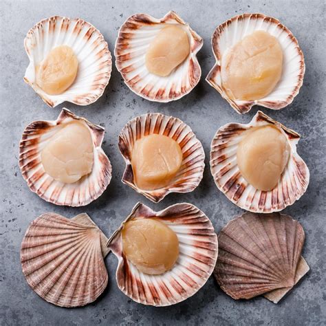What Are Scallops?