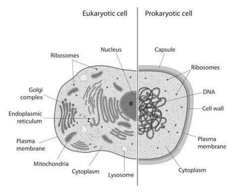 Biological Cell Structure 的图像结果