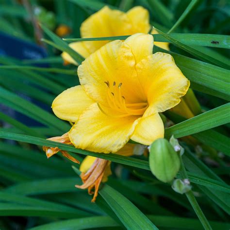 Happy Returns Daylily for Sale | Buy Flowering Shrubs | Perfect Plants