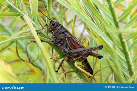 Eastern Lubber grasshopper stock photo. Image of grasshopper - 45239218
