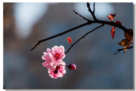 代表春天的图片,春天来了的风景图片,迎接春天图片_大山谷图库