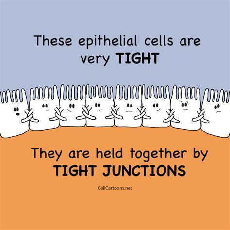 Image result for Cell Adaptation Cartoon