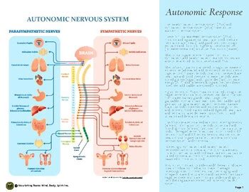 https://ecdn.teacherspayteachers.com/thumbitem/Stress-Response-Autonomic-Nervous-System-Response-SEL-Background--10707449-1702883586/original-10707449-2.jpg