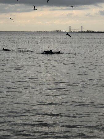 Jekyll Island Dolphin Tours - 2020 What to Know Before You Go (with ...
